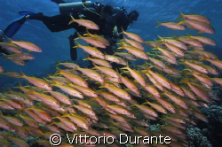 At Jackson Reef by Vittorio Durante 